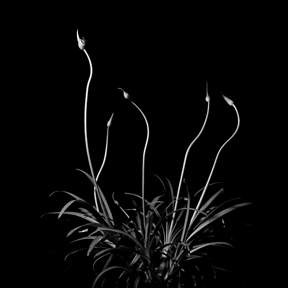 Photograph of ella mae agapanthus plant by Keith Clementson.